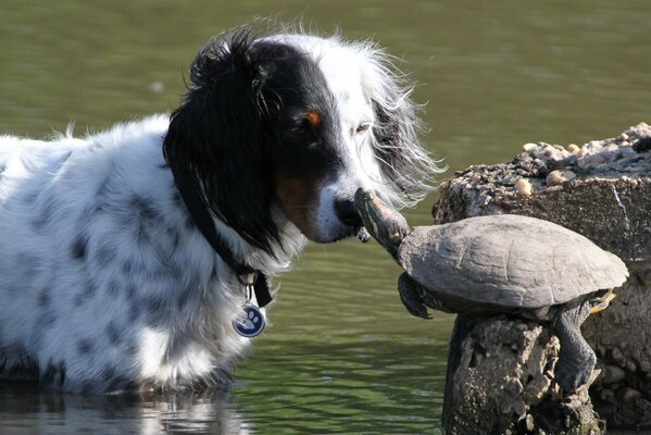 A black and white dog sniffs a turtle