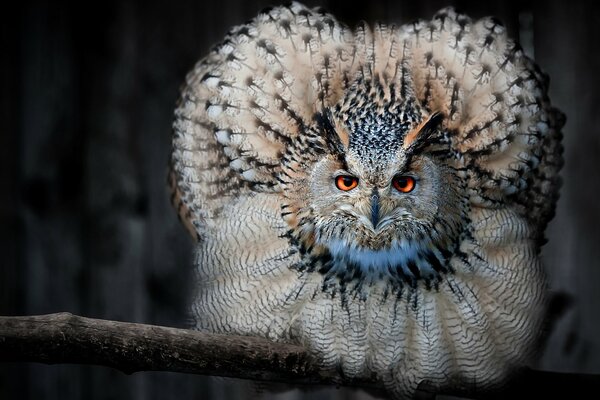 A beautiful owl is sitting on a tree branch