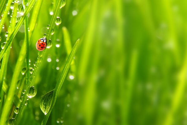 Coccinelle grimper sur l herbe humide après la rosée du matin