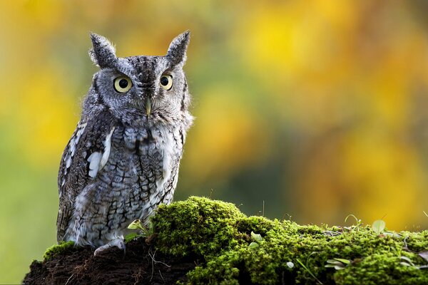 Hibou à oreilles et mousse sur fond de nature