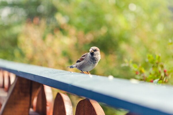 Un moineau saute sur une planche bleue