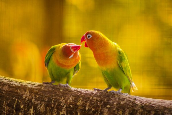 A couple in love with wavy parrots