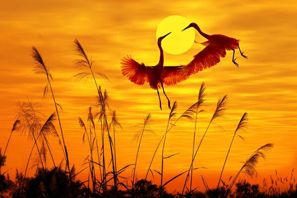 Flight of herons at sunset