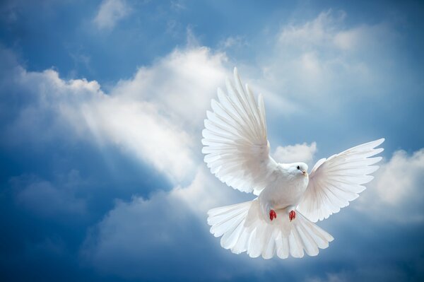 Paloma volando en el cielo azul