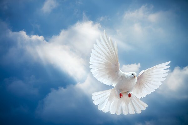 Gołąb latający na niebie błękitnym