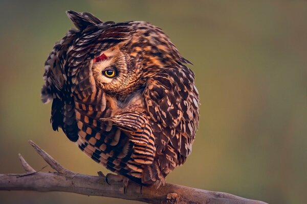 Hibou sur une branche dans une pose intéressante