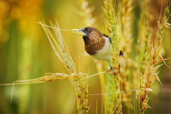 Ein kleiner Vogel auf einem Weizengras