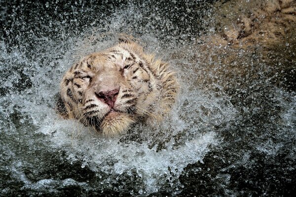 Tirg nage sur l eau