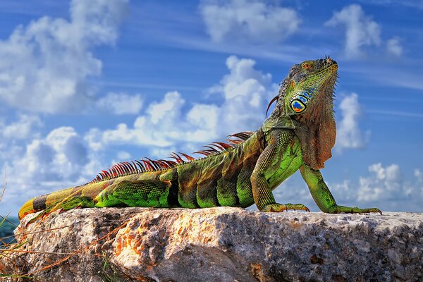 Iguana verde en la piedra tomando el sol