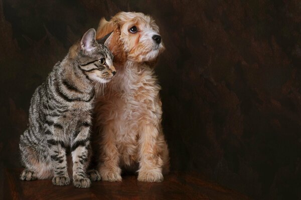 Photo Studio d un chat avec un chien