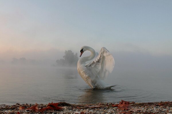 Cigno che nuota nel mare nebbioso