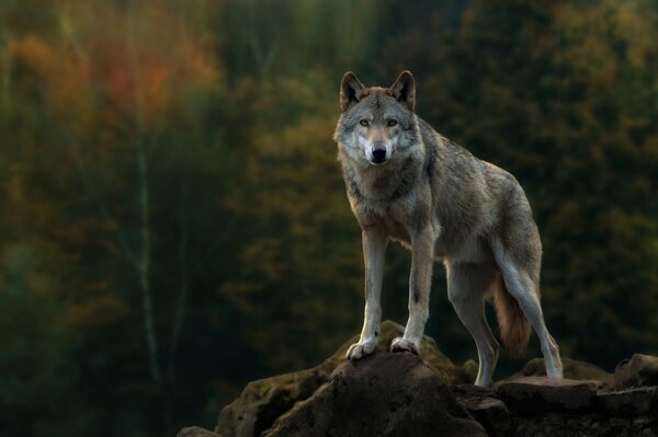 A gray wolf stands on a rock in the autumn forest