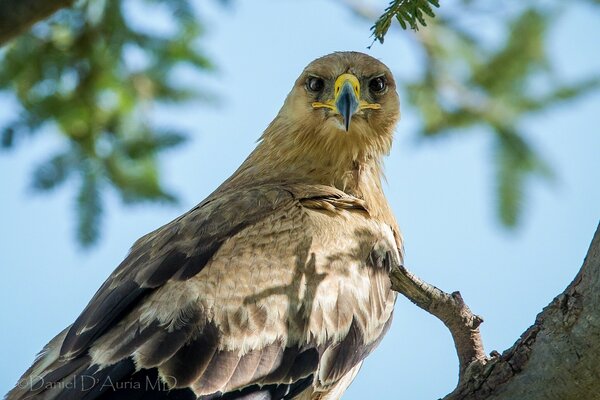 Aquila delle steppe con gli occhi d aquila a caccia