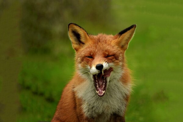 A fox yawns in nature with its mouth open