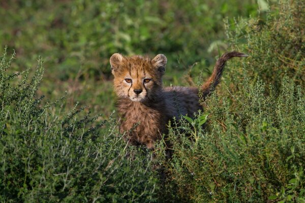 Mały gepard patrzący z ciekawością z trawy