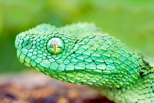 Cabeza de reptil verde con el ojo abierto