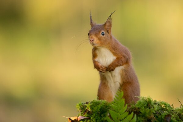 A red squirrel stands on its hind legs