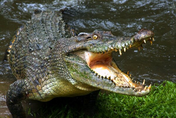 Krokodil Alligator offener Mund