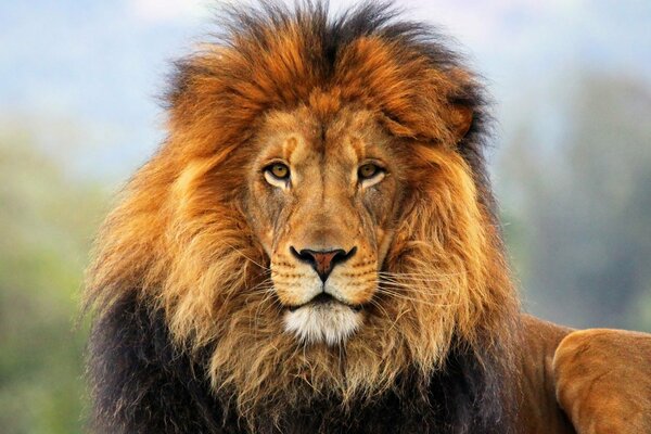 El León es el rey de las bestias, acostado en el Suelo y mirando a la cámara