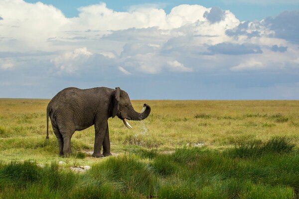 Un elefante solitario si trova in una valle e guarda in lontananza con il tronco alzato