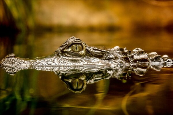 Crocodile caché dans l eau calme