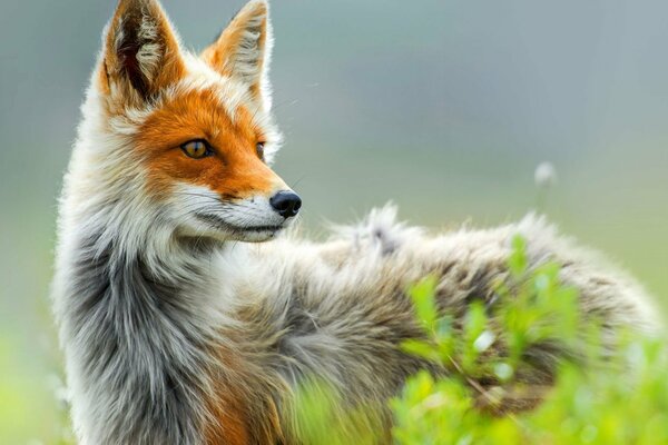 Beautiful look of a fox in nature