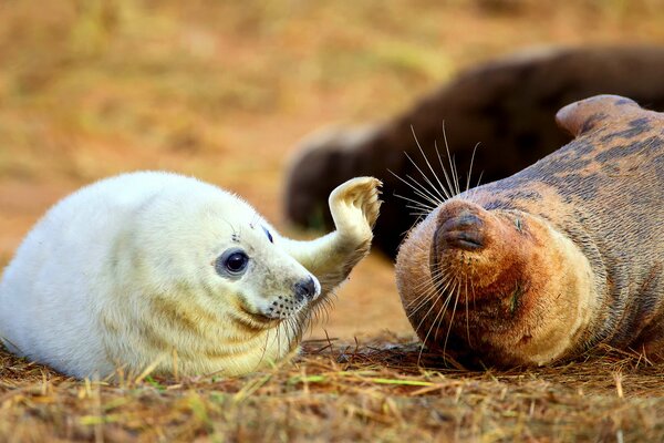 Funny navy seal and his mom