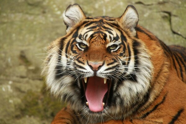 Majestic tiger with an open mouth