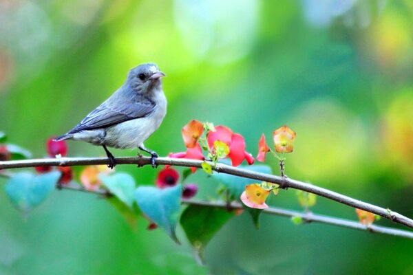 Птица на ветке с цветами весенней порой