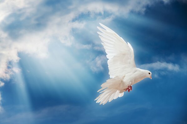 A flying white dove in the blue sky in the rays of the sun