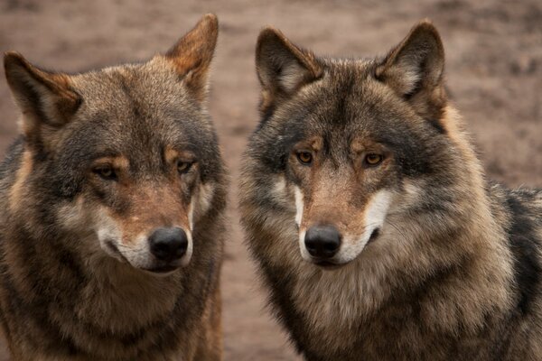 Coppia di lupi grigi a caccia