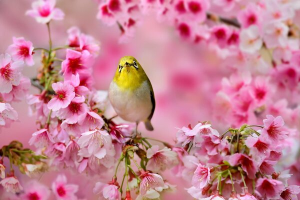 Японская белоглазка в цветущей сакуре