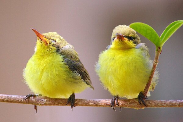 A pair of yellow birds on a branch