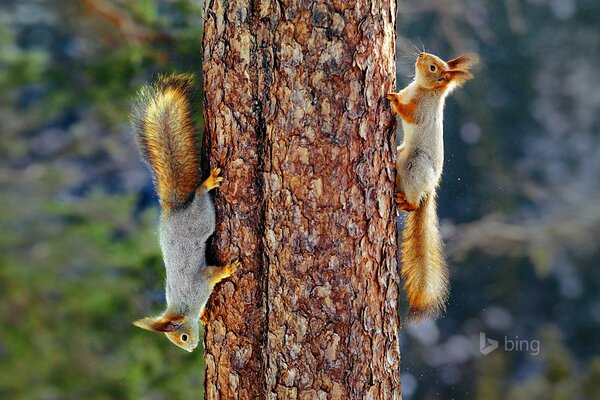 Eurasian red squirrels on the Finnish pine table