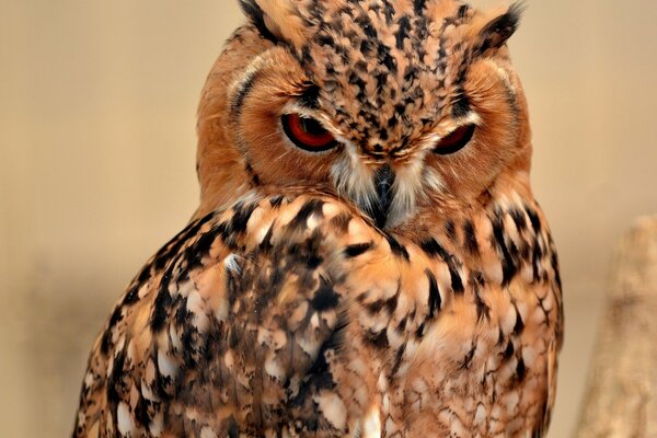 Oiseau hibou-sage et intelligent