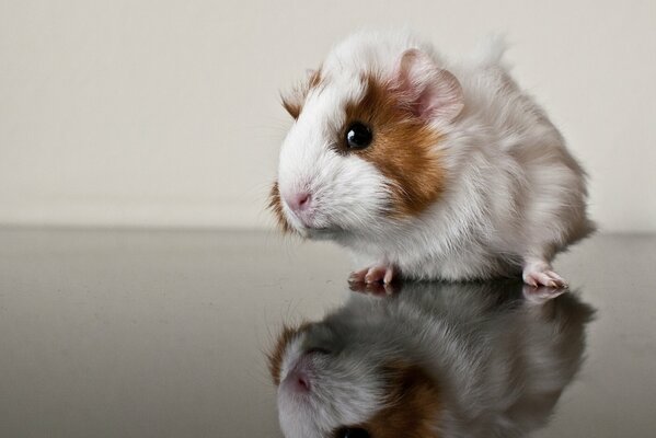 La cavia studia il tavolo a specchio