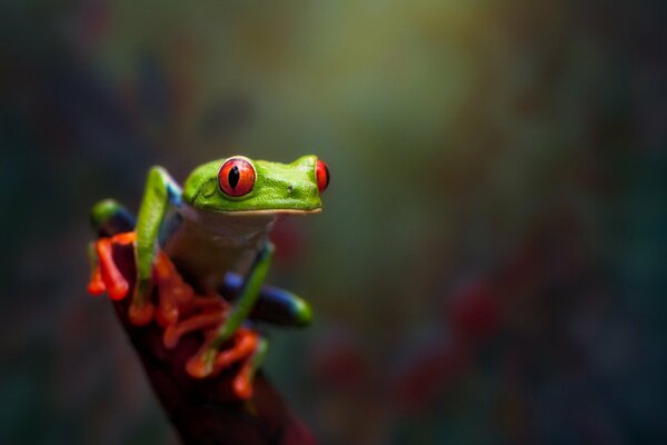 Macro shooting of a bright frog