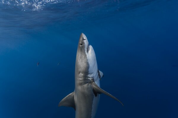 White shark comes to the surface