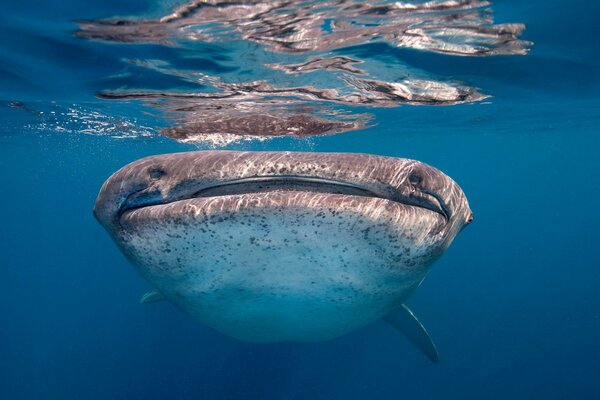 Big whale shark in the sea