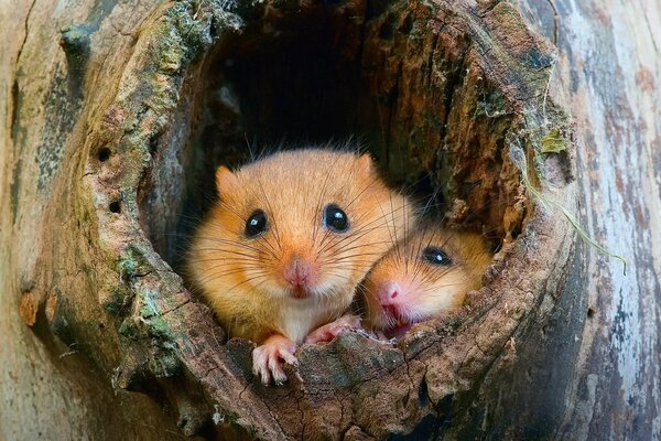 Ein Nest von Feldmäusen in der Baumhöhle