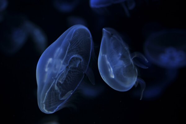 Zwei große blaue Quallen schwimmen