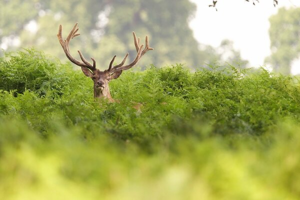 Cerf à cornes regardant à travers le fourré vert