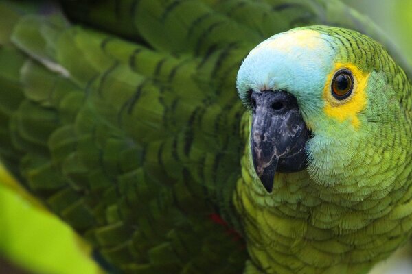 The green parrot was thinking about something