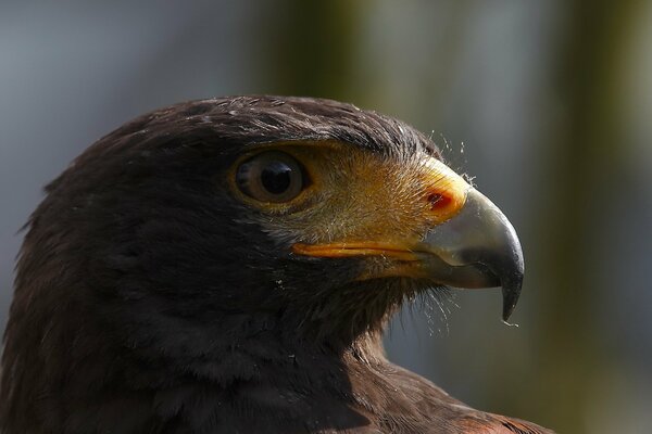 Oiseau fier regardant au Loin