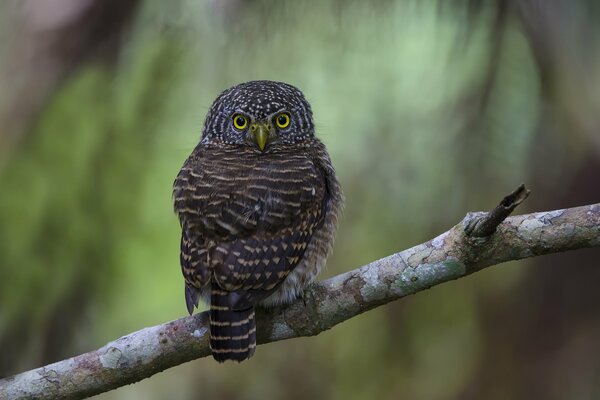 Bird on a branch owl