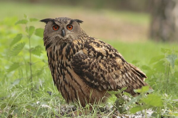 El pájaro búho camina sobre la hierba