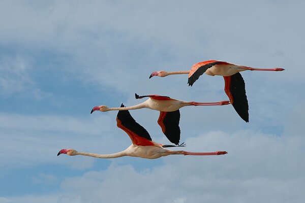 Drei Flamingos fliegen schön