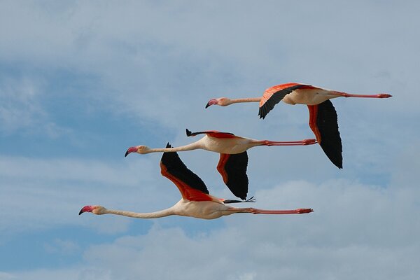 Three flamingos fly beautifully