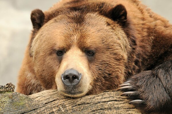 A brown bear with huge claws looks out from behind a log