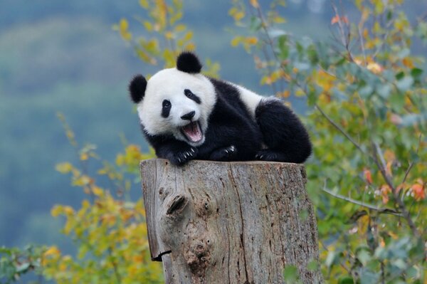 Bebé Panda descansando en un tocón de árbol